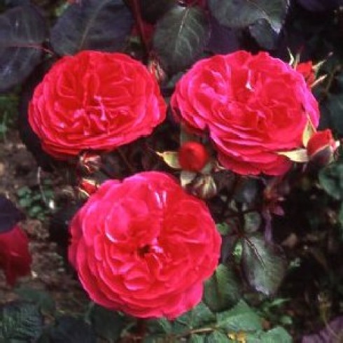 Floribunda Rosen (B�schelbl�her) - Rosemary Rose