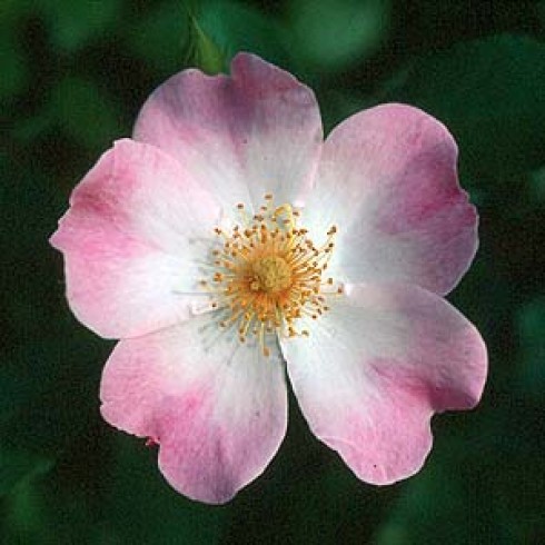 Bodendecker Rosen - Rosy Cushion