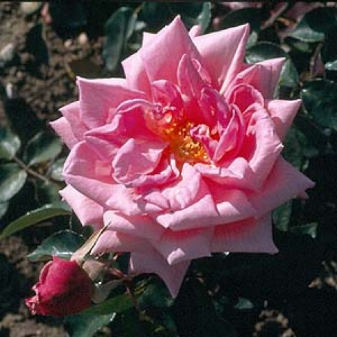 Moderne Kletterrosen - Rosy Mantle