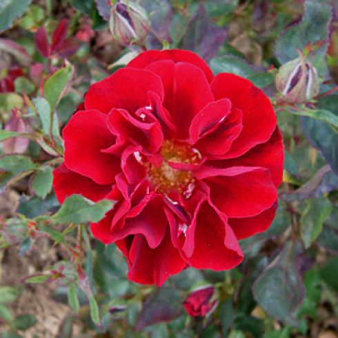 Floribunda Rosen (B�schelbl�her) - Ruby Celebration