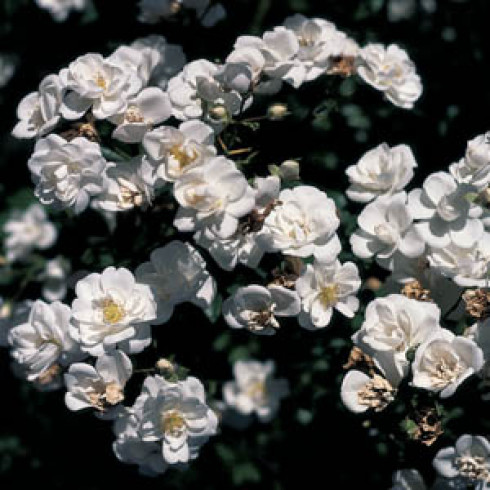 Kletterrosen und Rambler - zusammengefasst - Sanders White
