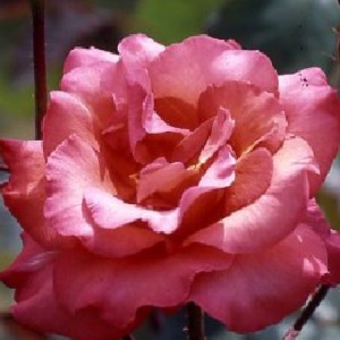 Teehybriden - Sandringham Centenary