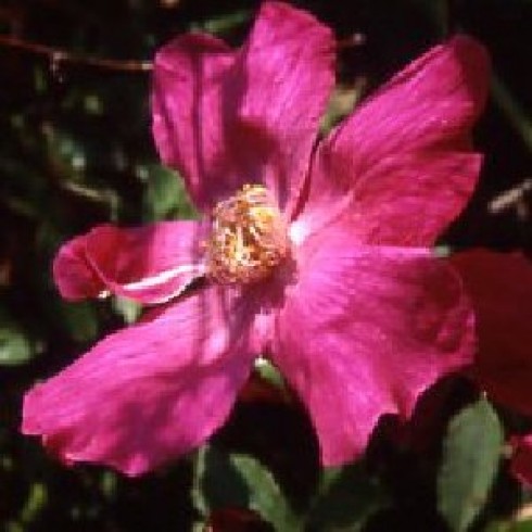 Chinarosen - Sanguinea