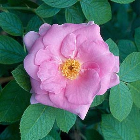 Rosa Rugosa (Kartoffelrosen) - Sarah Van Fleet