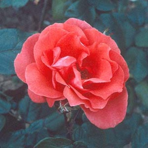 Floribunda Rosen (B�schelbl�her) - Scarlet Queen Elizabeth