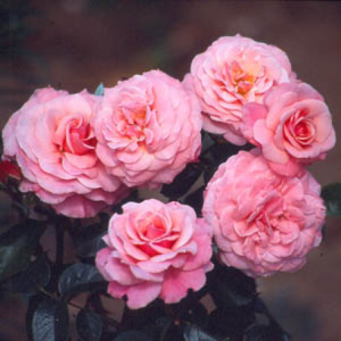 Floribunda Rosen (B�schelbl�her) - Sexy Rexy