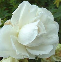 Rosa Rugosa (Kartoffelrosen) - Snowdon