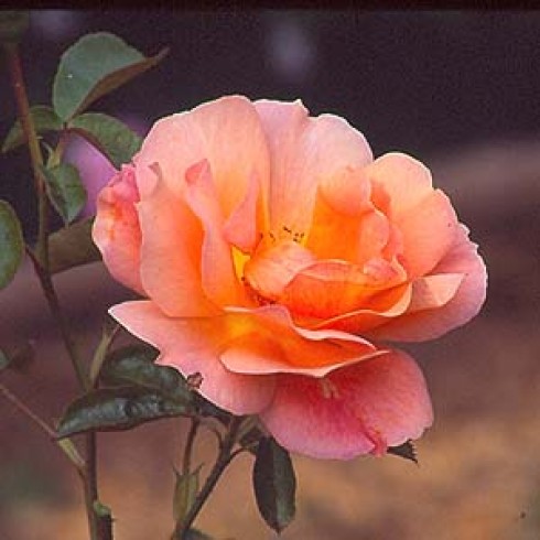 Floribunda Rosen (B�schelbl�her) - Southampton