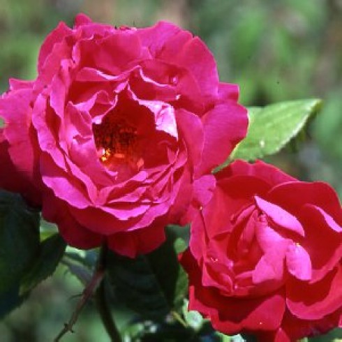 Remontant Rosen (Remontant Hybriden) - Souvenir de Jeanne Balandreau