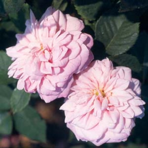 Rosa Borbonica - Souvenir de Mme. Auguste Charles
