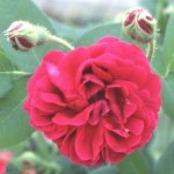 Moosrosen (Rosa Centifolia Muscosa) - Souvenir de Pierre Vibert