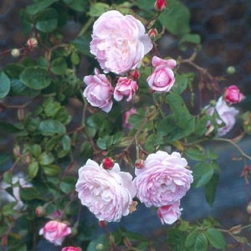 Sempervirens Rambler - Spectabilis