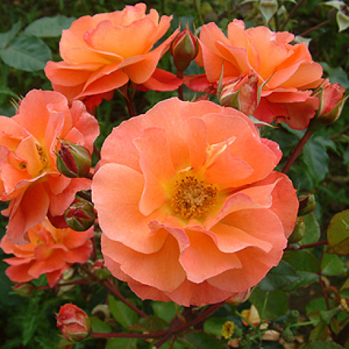 Floribunda Rosen (B�schelbl�her) - Spice of Life