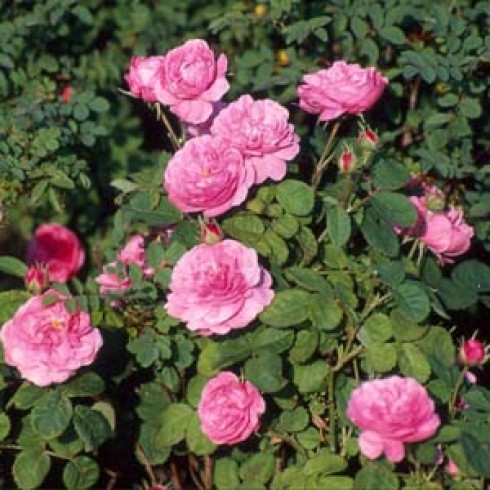 Rosa Centifolia - Spong