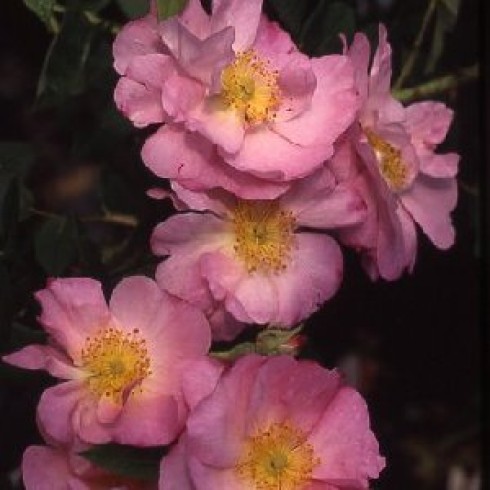 Rosa Damascena (Damaszenerrosen) - St. Nicholas