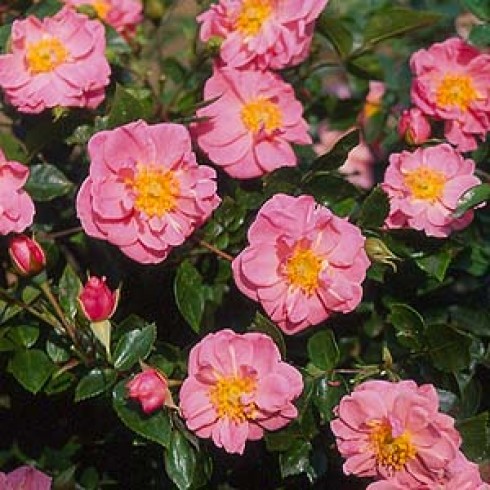 Bodendecker Rosen - Summer Sunrise