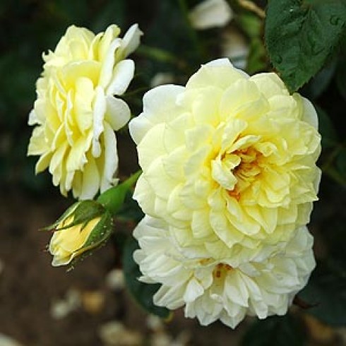 Kletterrosen und Rambler - zusammengefasst - Summertime