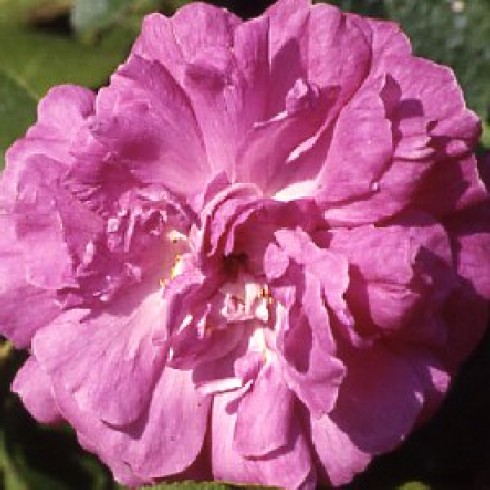 Rosa Gallica (Essig-Rose) - Surpasse Tout