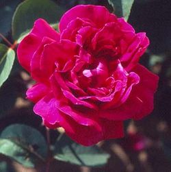 Remontant Rosen (Remontant Hybriden) - Surpassing Beauty