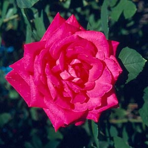 Teehybriden - Susan Hampshire