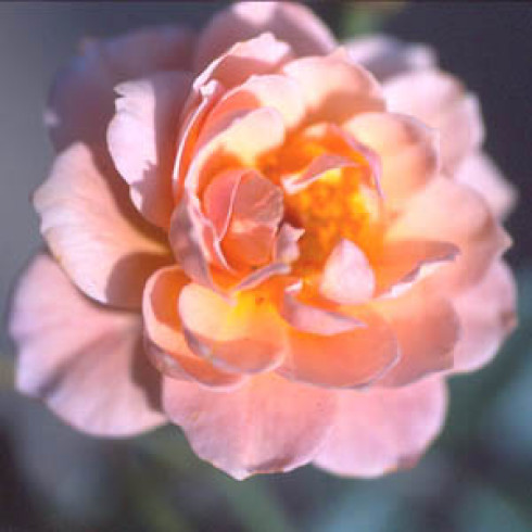 Bodendecker Rosen - Sussex