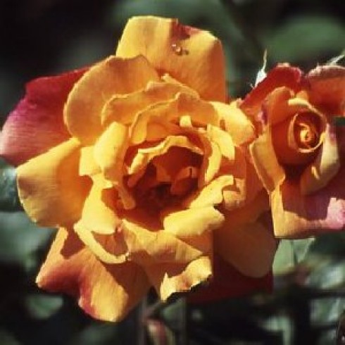 Teehybriden - Sutters Gold