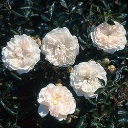Bodendecker Rosen - Swany