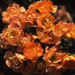 Floribunda Rosen (Büschelblüher) - Sweet Magic