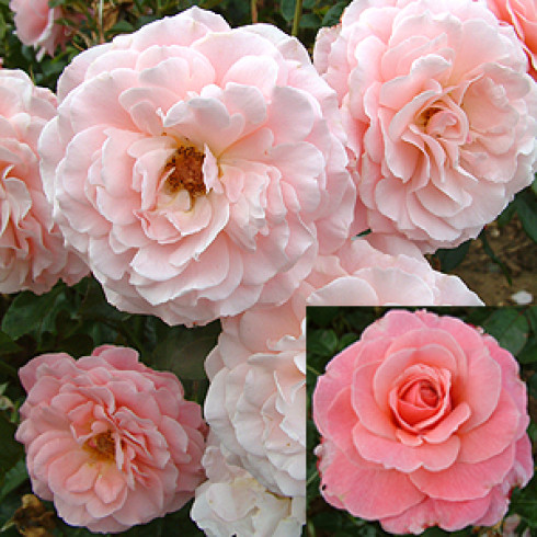 Floribunda Rosen (Büschelblüher) - Tickled Pink