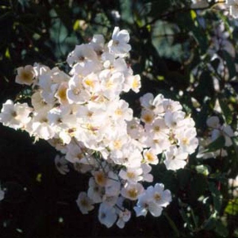 Multifloras - Toby Tristram