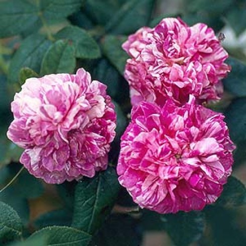 Rosa Gallica (Essig-Rose) - Tricolore de Flandre