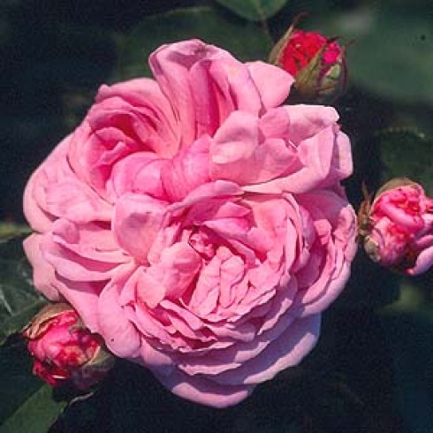 Rosa Gallica (Essig-Rose) - Tricolore