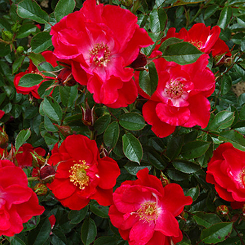 Floribunda Rosen (B�schelbl�her) - Twenty-fifth