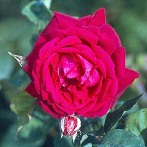 Rosa Borbonica - Vivid