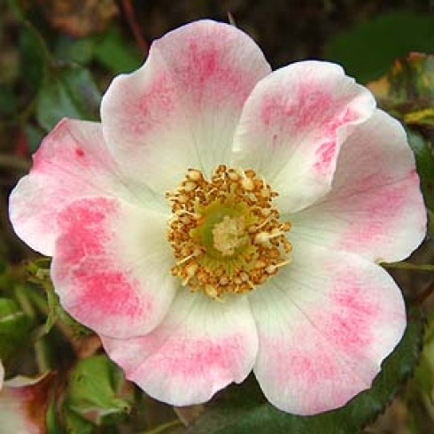 Bodendecker Rosen - Warwickshire
