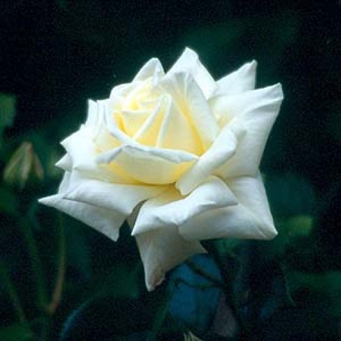 Kletterrosen und Rambler - zusammengefasst - White Cockade