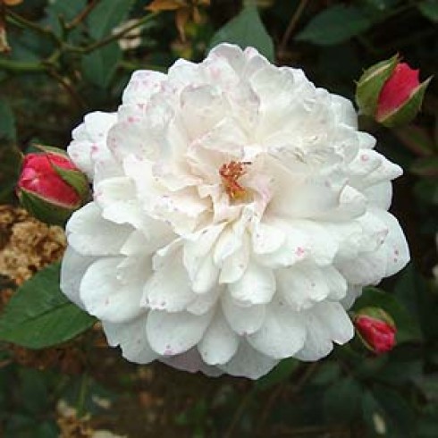 Polyantha Rosen und ältere Floribundas - White Pet