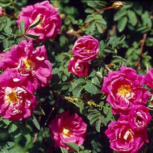 Rosa Pimpinellifolia (Bibernell-Rose) - William III