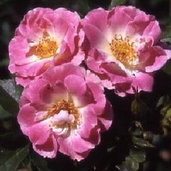 Floribunda Rosen (Büschelblüher) - Woman's Hour