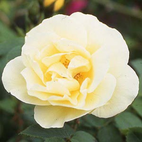 Bodendecker Rosen - Yellow Dagmar Hastrup