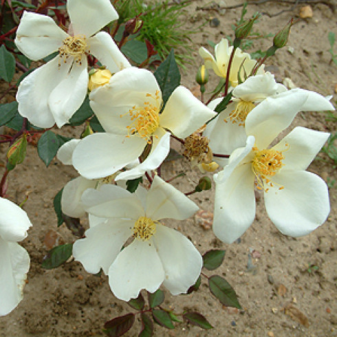 Chinarosen - Yellow Mutabilis