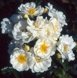 Polyantha Rosen und ältere Floribundas - Yvonne Rabier