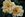 William Allen Richardson - 