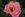 Evelyn May - 