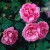 Agatha - 