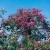 Alexander Girault - 