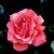 Alexander - 