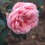 Alister Clark - 