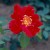 Allen Chandler - 