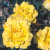 Allgold Climber - 